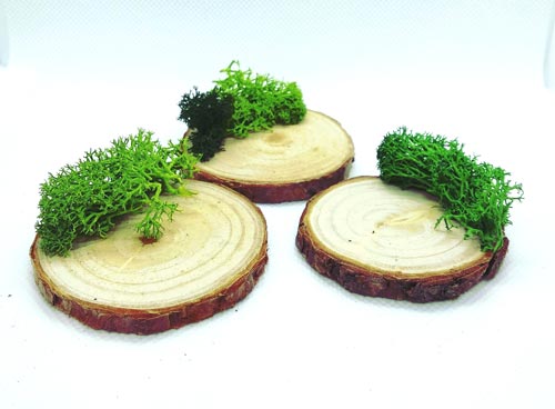 Base Decorativa · Madera con musgo