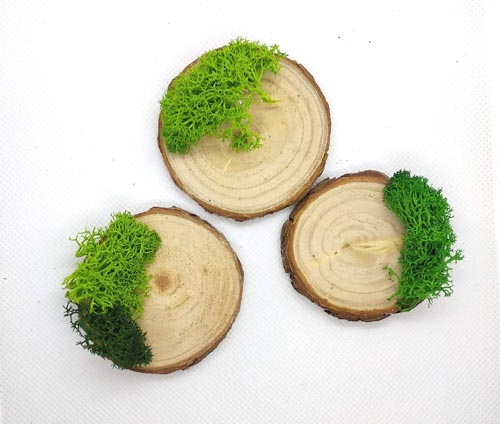 Base Decorativa · Madera con musgo