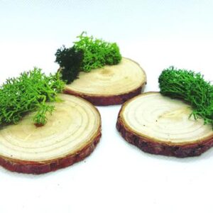 base-tronco-musgo-soporte 1